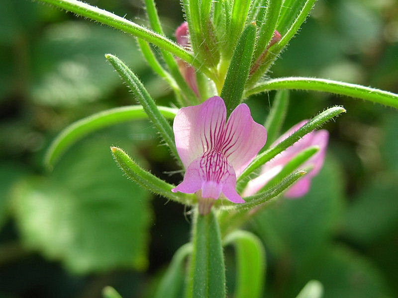 Misopates orontium / Gallinetta comune